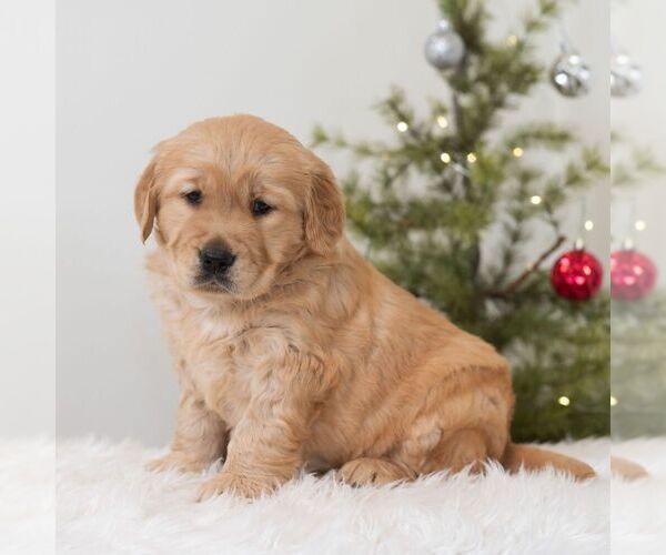 Medium Photo #4 Golden Retriever Puppy For Sale in NEWPORT, PA, USA