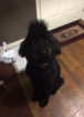 Small Photo #1 Labradoodle Puppy For Sale in LAVACA, AR, USA