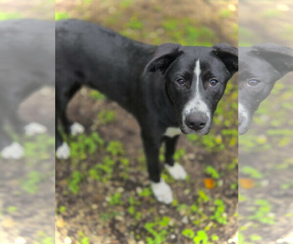 Medium Photo #1 Border Collie Puppy For Sale in Crandall, GA, USA