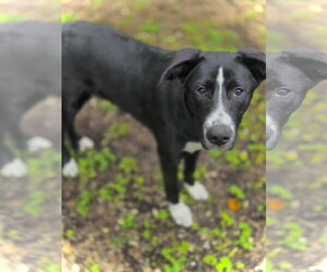 Border Collie Dogs for adoption in Crandall, GA, USA