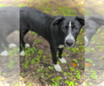 Small Border Collie