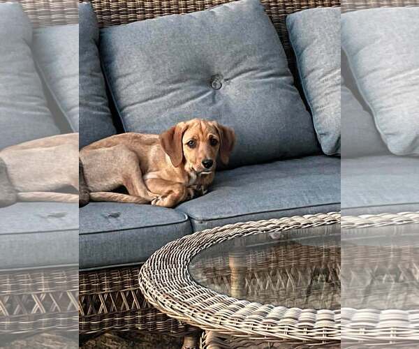 Medium Photo #11 Redbone Coonhound-Unknown Mix Puppy For Sale in pomfret, CT, USA