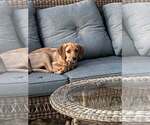 Small #10 Redbone Coonhound Mix