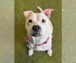Small #1 American Pit Bull Terrier