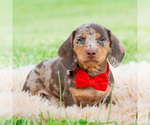 Small #1 Dachshund