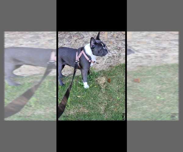Medium Photo #1 French Bulldog Puppy For Sale in COLUMBUS, GA, USA