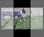 Small Photo #1 French Bulldog Puppy For Sale in COLUMBUS, GA, USA