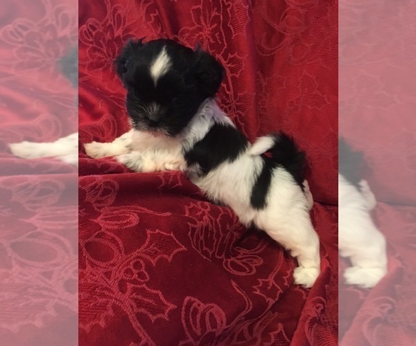Medium Photo #1 Shih Tzu Puppy For Sale in BURLINGTON, KY, USA