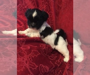 Shih Tzu Puppy for sale in BURLINGTON, KY, USA