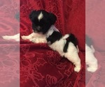 Small Photo #1 Shih Tzu Puppy For Sale in BURLINGTON, KY, USA