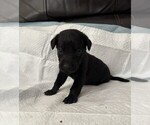 Puppy Max Labrador Retriever
