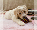Small Photo #4 Goldendoodle Puppy For Sale in ROY, UT, USA