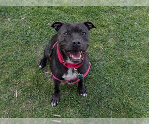 Staffordshire Bull Terrier Dogs for adoption in San Clemente, CA, USA