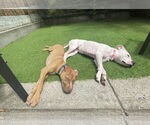 Small Photo #11 Mutt Puppy For Sale in Philadelphia, PA, USA