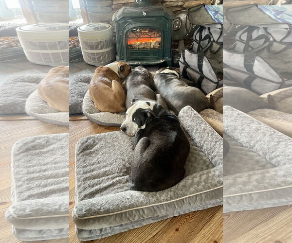 Medium Photo #4 Mutt Puppy For Sale in Mount Laurel, NJ, USA