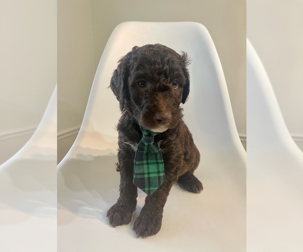 Medium Photo #1 Goldendoodle Puppy For Sale in JENKS, OK, USA