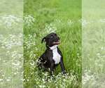 Small #11 Mutt