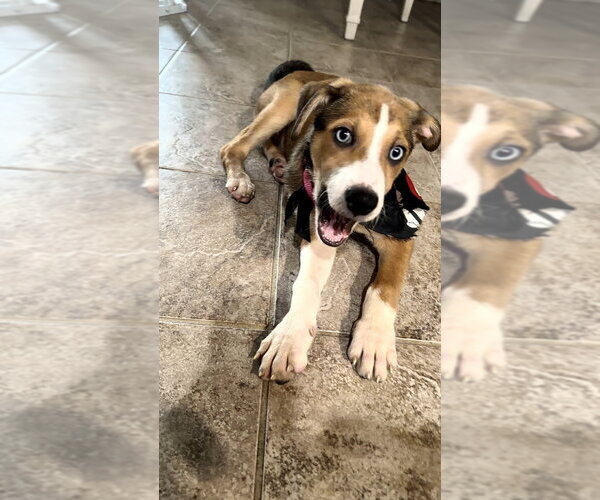 Medium Photo #2 Labbe Puppy For Sale in San Diego, CA, USA