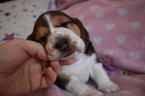 Small Photo #3 Beagle Puppy For Sale in REASNOR, IA, USA