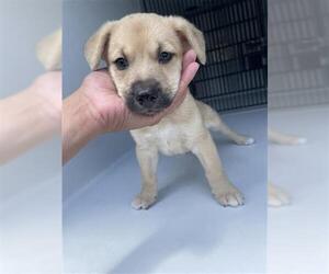 Black Mouth Cur-Unknown Mix Dogs for adoption in Houston, TX, USA