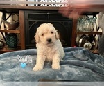 Puppy Snuffy Goldendoodle (Miniature)