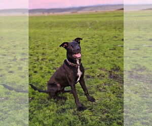 Labrador Retriever-Unknown Mix Dogs for adoption in Chico, CA, USA