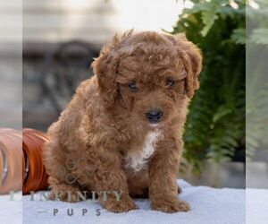 Cavapoo Puppy for sale in LITITZ, PA, USA