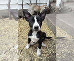 Small #3 Mutt