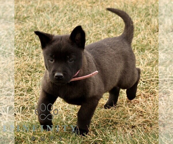 Medium Photo #2 Belgian Malinois Puppy For Sale in STRASBURG, PA, USA