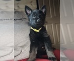 Small #1 German Shepherd Dog