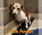 Small #5 Dachshund
