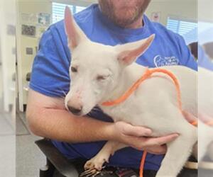 Texas Heeler-Unknown Mix Dogs for adoption in Camarillo, CA, USA