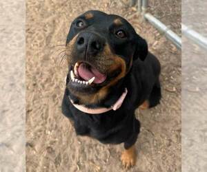 Rottweiler Dogs for adoption in San Antonio, TX, USA
