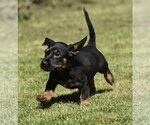 Small #3 Dachsador