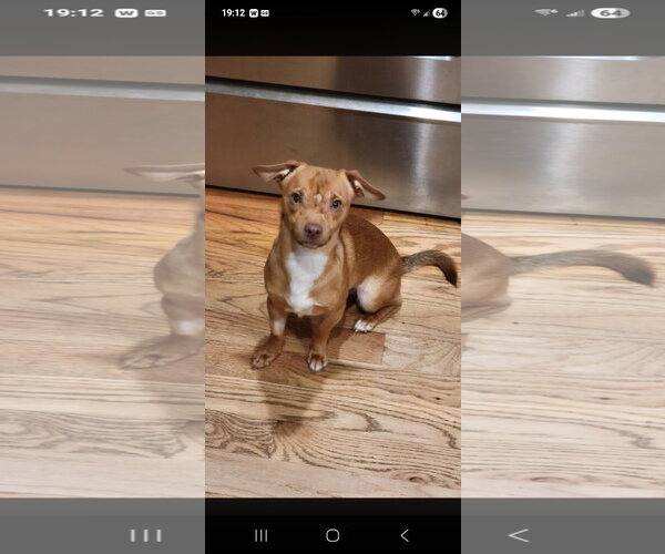 Medium Photo #2 Chihuahua Puppy For Sale in Westminster, MD, USA