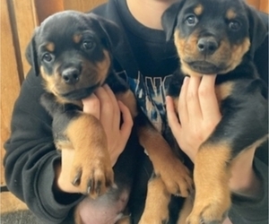 Rottweiler Puppy for sale in COLORADO SPRINGS, CO, USA