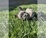 Small #1 French Bulldog