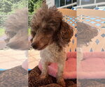 Small Photo #7 Poodle (Miniature) Puppy For Sale in Pacolet, SC, USA