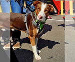 Small #2 Australian Shepherd Mix