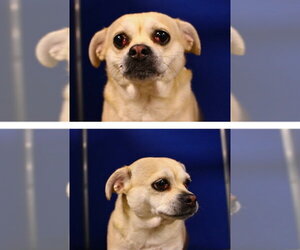 Chihuahua-Unknown Mix Dogs for adoption in Pierceton , IN, USA