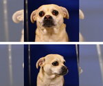 Small Chihuahua Mix