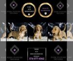 Small Photo #70 Dachshund Puppy For Sale in WARSAW, IN, USA