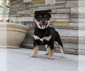 Shiba Inu Puppy for sale in CANTON, SD, USA