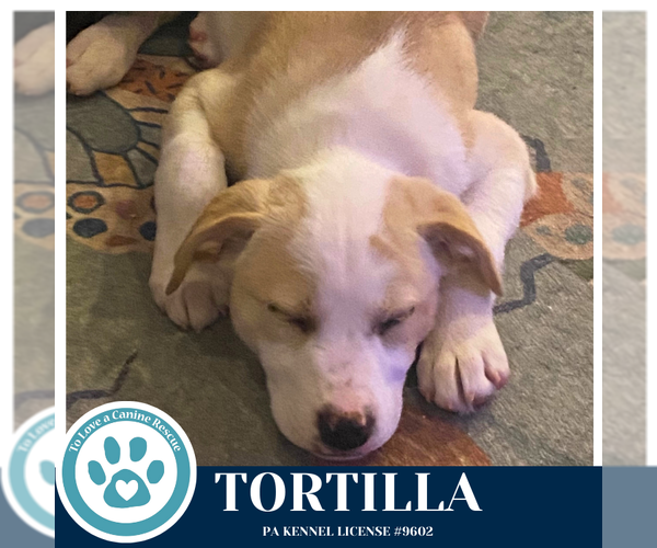 Medium Photo #2 Border Collie-Unknown Mix Puppy For Sale in Kimberton, PA, USA