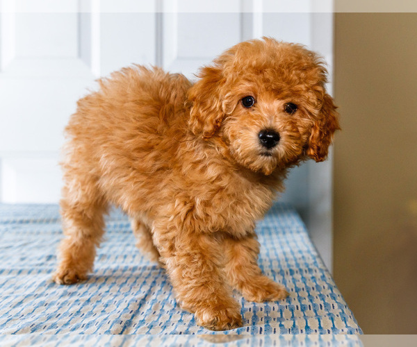 Medium Photo #4 Poodle (Toy) Puppy For Sale in WAKARUSA, IN, USA