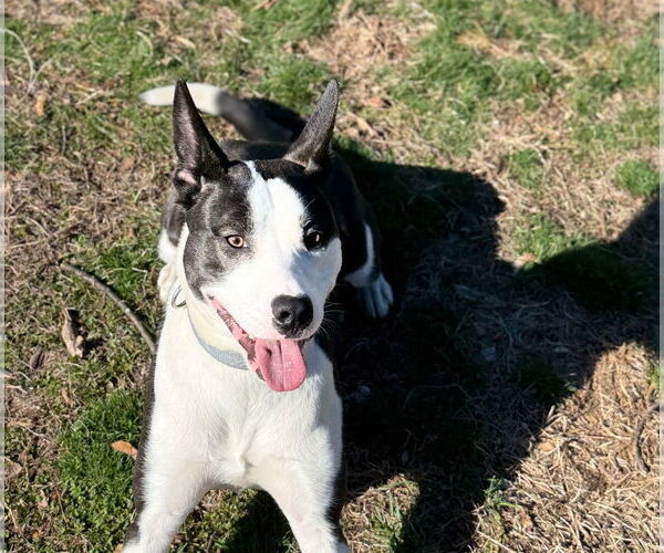 Medium Photo #1 Mutt Puppy For Sale in Cliffwood, NJ, USA