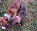 Small Photo #12 American Pit Bull Terrier Puppy For Sale in BALTIMORE, MD, USA