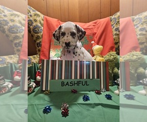 Dalmatian Puppy for sale in FRANKLIN, KY, USA