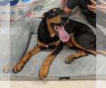 Small #2 Doberman Pinscher Mix
