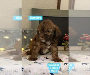 Cavalier King Charles Spaniel-Poodle (Toy) Mix Puppy for sale in JASONVILLE, IN, USA